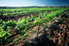 Australia - Alice Springs (NT): vineyard - photo by  Picture Tasmania/Steve Lovegrove
