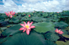 Australia - Billabong (NT): Water lilies - photo by  Picture Tasmania/Steve Lovegrove