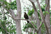 Australia - Northern Territory (NT): Whistling Kite - Haliastur sphenurus / Fluitwouw - photo by  Picture Tasmania/Steve Lovegrove