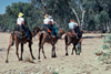 Australia - Alice Srings (NT): Camel Trek - photo by  Picture Tasmania/Steve Lovegrove