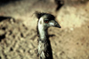 Australia - Northern Territory: Emu - close-up - photo by  Picture Tasmania/Steve Lovegrove