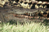 Australia - Northern Territory: Saltwater Crocodile - close-up - photo by  Picture Tasmania/Steve Lovegrove