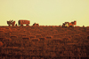 Australia - South Australia: hay harvest - photo by Picture Tasmania/S.Lovegrove