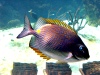 Australia - Townsville (Queensland): Townsville Reef Aquarium - fish with a fake eye - photo by Luca Dal Bo
