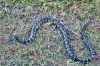 Australia - Queensland: Carpet snake - photo by Luca Dal Bo