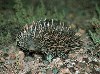 Australia - Spiny Anteater or Echidna - photo by Rod Eime