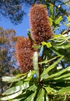 Australia - Queensland: Banskia flowers - photo by Luca Dal Bo