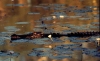 Australia - Kakadu National Park (NT): a crocodile patrols the waters at dawn - photo by R.Eime