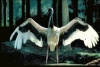 Australia - Port Douglas (Queensland): Jabiru / Gabiru (Native Stork) - photo by R.Eime