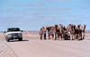 Australia - Oodnadatta Track (SA): the old and the new - a modern 4WD passes a group of camels - Tirari Desert - photo by Rod Eime