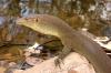 Australia - Gregory NP (NT): lizard - photo by Luca dal Bo