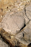 Australia - Gregory NP (NT): Stromatolites - photo by Luca dal Bo