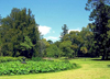Australia - Adelaide (SA): tree - Botanical Garden - photo by Luca Dal Bo