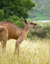 Australia - Blue Lake - Mount Gambier (SA): kangaroo - photo by Luca Dal Bo