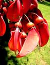 Australia - Adelaide (SA): flower - Botanical Garden - photo by Luca Dal Bo