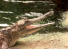 Australia - Perth / PER (WA): freshwater crocodile - zoo - photo by Luca Dal Bo
