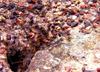 Australia - Fitzgerald River NP (WA): Bull ants - photo by Luca dal Bo