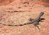 Australia - Peak Charles NP (WA): lizard - photo by Luca dal Bo