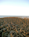 Australia - Hamelin Pool (WA): stromatolites - photo by Luca dal Bo