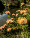 Albany (WA): Orange Wildflowers at Pond's edge - photo by B.Cain