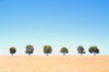 east of Perth: Outback - Trees in Wheat Field - photo by B.Cain