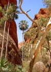 Australia - Bungle Bungle NP (WA): Mini Palms Walk - photo by Luca dal Bo