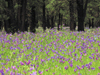 Australia - Flinders Ranges National Park - South Australia: field of purple flowers - photo by M.Samper