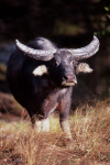 Australia - Northern Territory: water buffalo - photo by S.Lovegrove