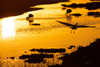 Australia - Coorong N.P., South Australia: birds at sunset - photo by G.Scheer