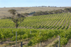 Australia - Middleton Winery, Currency Creek, South Australia: Vineyards - photo by G.Scheer