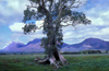 Australia - Flinders Ranges, South Australia: Caszneaux Tree - photo by G.Scheer