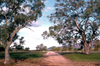 Australia - Flinders Ranges, South Australia: road between trees - photo by G.Scheer