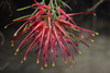 Australia - South Australia: Grevillea Pinaster - evergreen flowering plant in the protea family - photo by G.Scheer