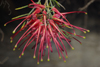 Australia - South Australia: Grevillea Pinaster - evergreen flowering plant in the protea family - photo by G.Scheer
