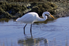 Australia - South Australia: White Egret - photo by G.Scheer