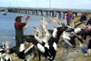 Kingscote - Kangaroo Island (SA): hand-feeding the pelicans - photo by R.Eime