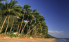 Cairns, Queensland, Australia - coconut trees - photo by Y.Xu
