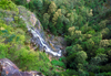 Blue Mountains, New South Wales, Australia: rainforest near Wentworth Falls - photo by G.Scheer
