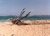 Australia - Green island (Queensland): beach - photo by P.Willis