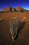 The Olgas / Kata Tjuta, NT, Australia: domed rock formations - Uluru-Kata Tjuta National Park - photo by Y.Xu
