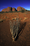 Australia - The Olgas / Kata Tjuta (NT) - - photo by Peter Willis