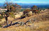 Dandenong Ranges National Park, Victoria, Australia: One Tree Hill & fallen Tree - photo by G.Scheer