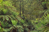 Tarra Bulga National Park, Victoria, Australia: ferns and dense vegetation - photo by G.Scheer