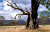 Grampians National Park, Victoria, Australia: Victoria Valley - dead tree - photo by G.Scheer