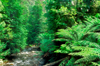 Yarra Ranges, Victoria, Australia: Yarra Ranges forest and sream - photo by G.Scheer
