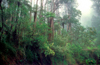 Yarra Ranges National Park, Victoria, Australia: rainforest - photo by G.Scheer
