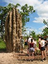 Australia - Australia - Kakadu National Park (NT): the Cathedral - giant termite hill - ant hill - Unesco world heritage site - photo by Angel Hernandez