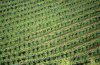 Austria - Graz (Steiermark): vineyards (photo by F.Rigaud)