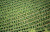 Austria - Graz (Steiermark): vineyards (photo by F.Rigaud)