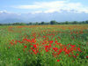 Azerbaijan - road to Sheki: mountains and poppies (photo by F.MacLachlan)